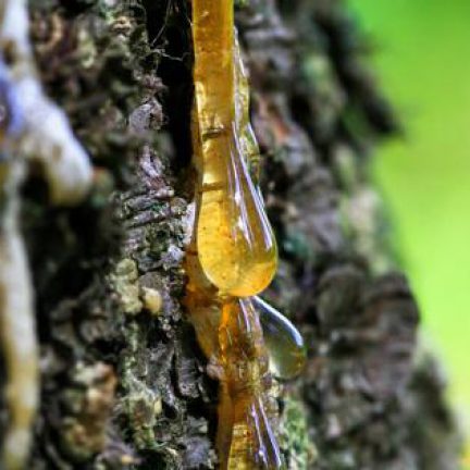 Masticha z Chiosu
