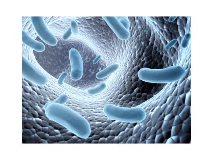 lactobacillus-reuteri-dsm