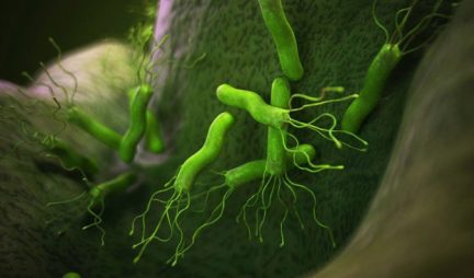helicobacter pylori